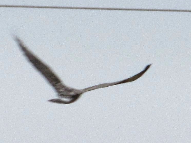 Rough-legged Hawk - ML645665584
