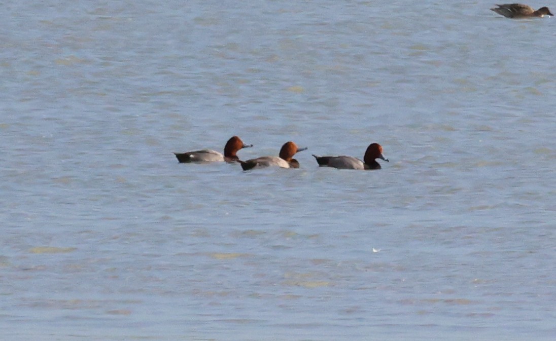 Американский нырок - ML645665585