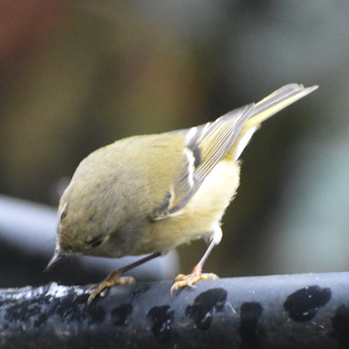 Rubingoldhähnchen - ML645665590