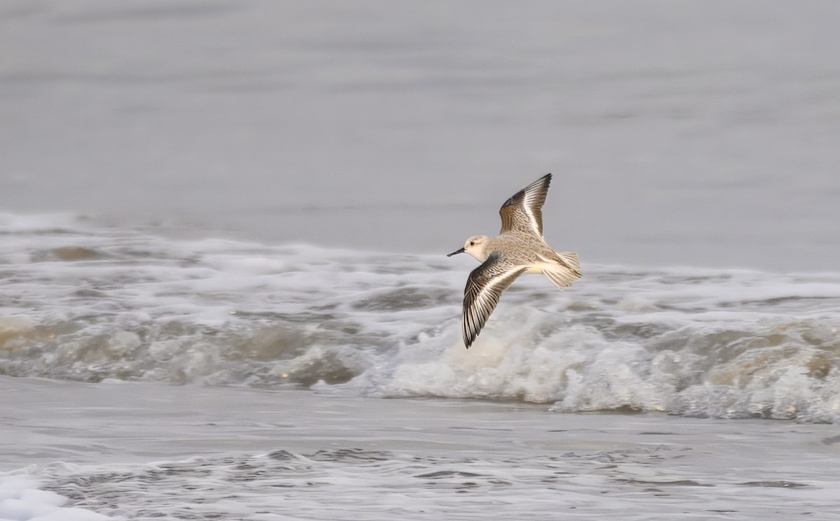 Песчанка - ML645665593