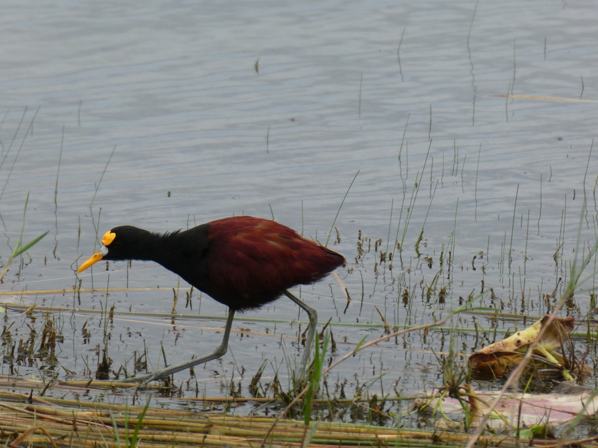 gulpannebladhøne - ML645665594