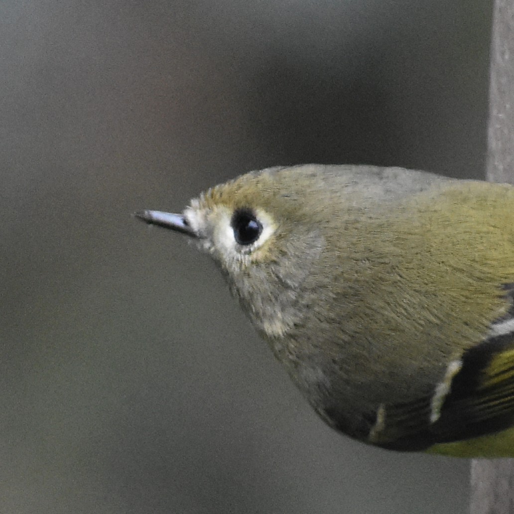 Rubingoldhähnchen - ML645665596