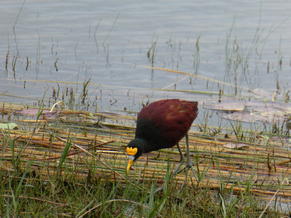 gulpannebladhøne - ML645665602