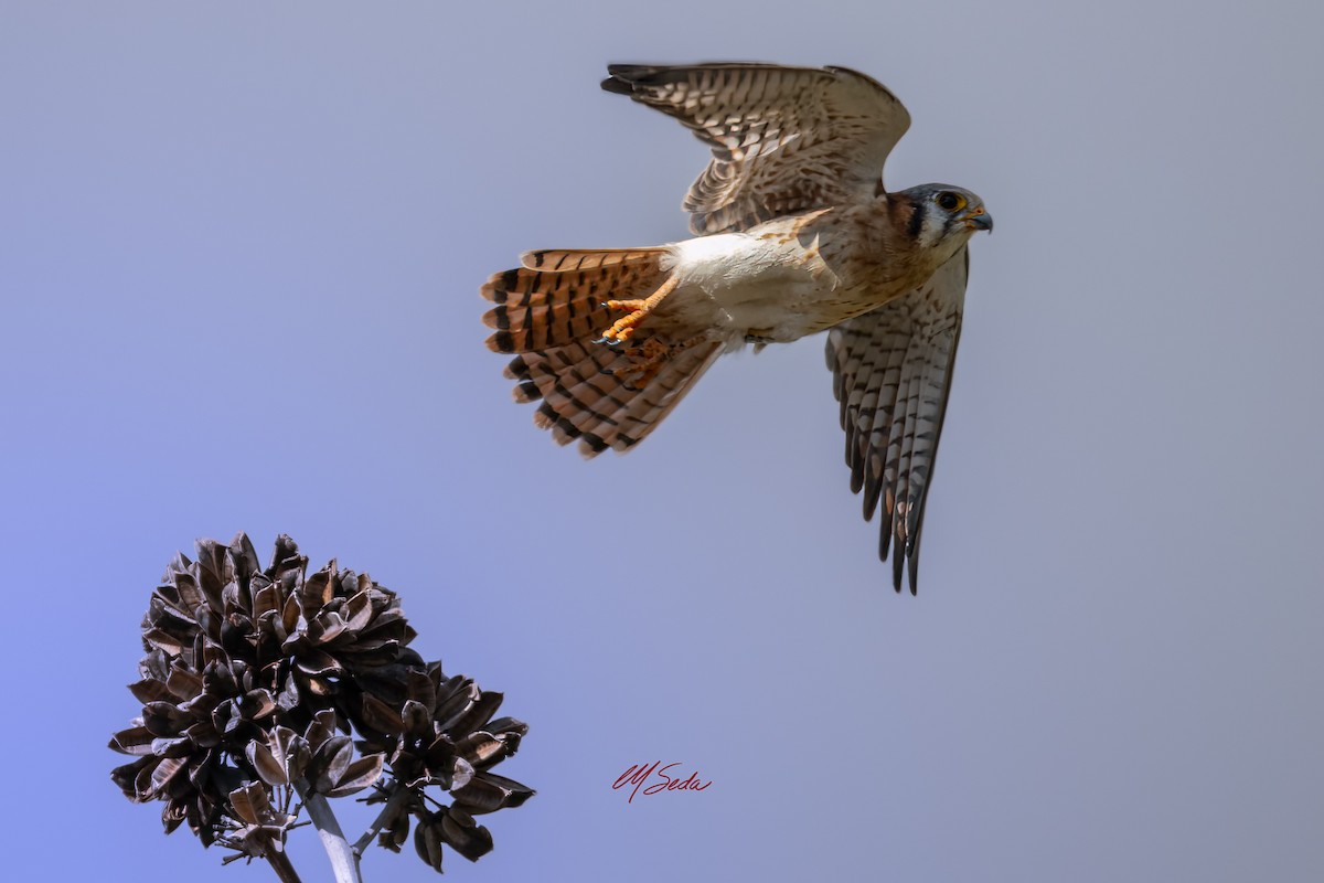 American Kestrel (Hispaniolan) - ML645665603