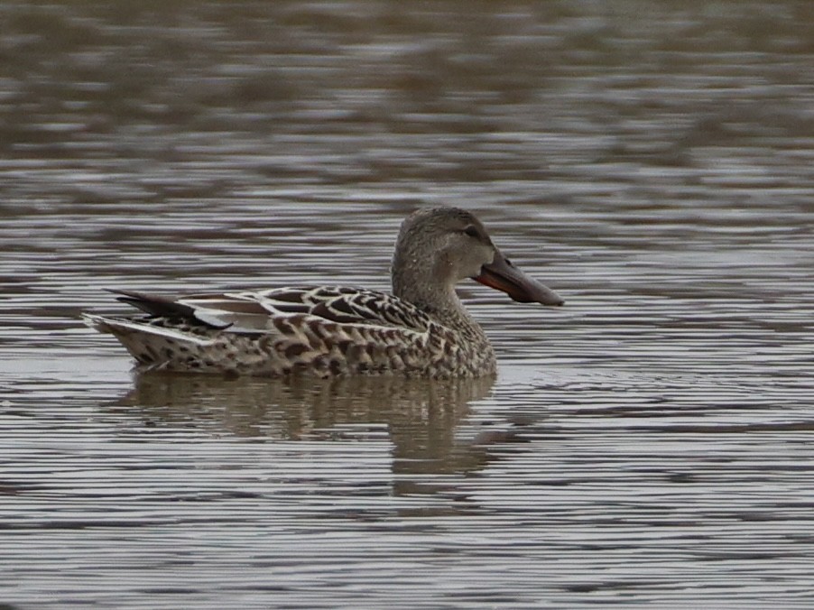 Northern Shoveler - ML645665604