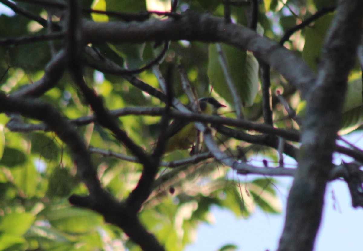 Sosyal Tiran - ML645665606