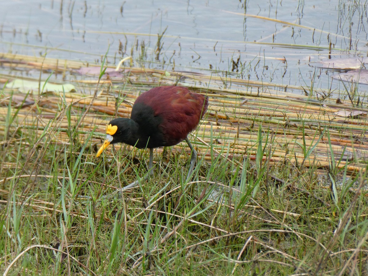 gulpannebladhøne - ML645665610