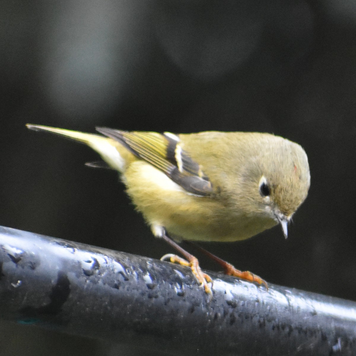 Rubingoldhähnchen - ML645665615