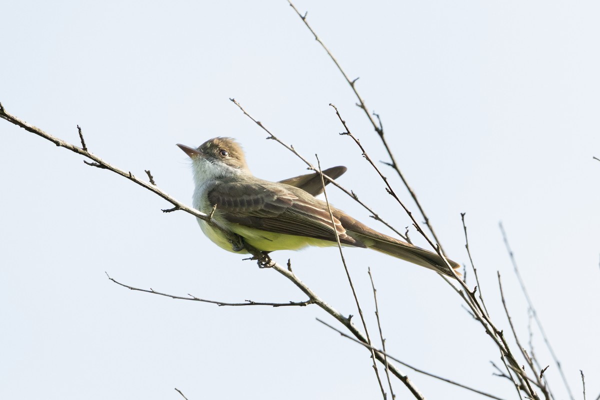 Swainson's Flycatcher - ML645665617