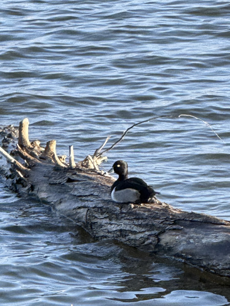 Ring-necked Duck - ML645665618