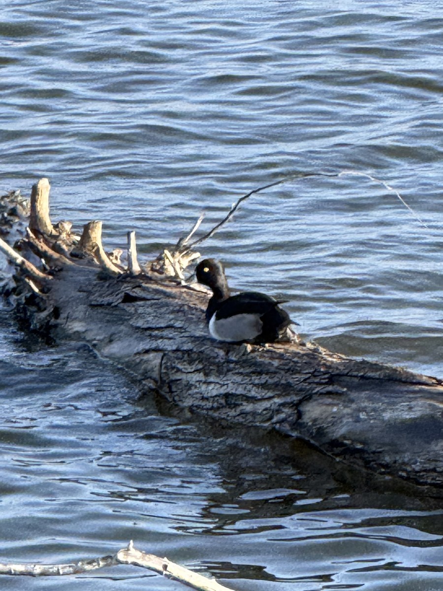 Ring-necked Duck - ML645665619
