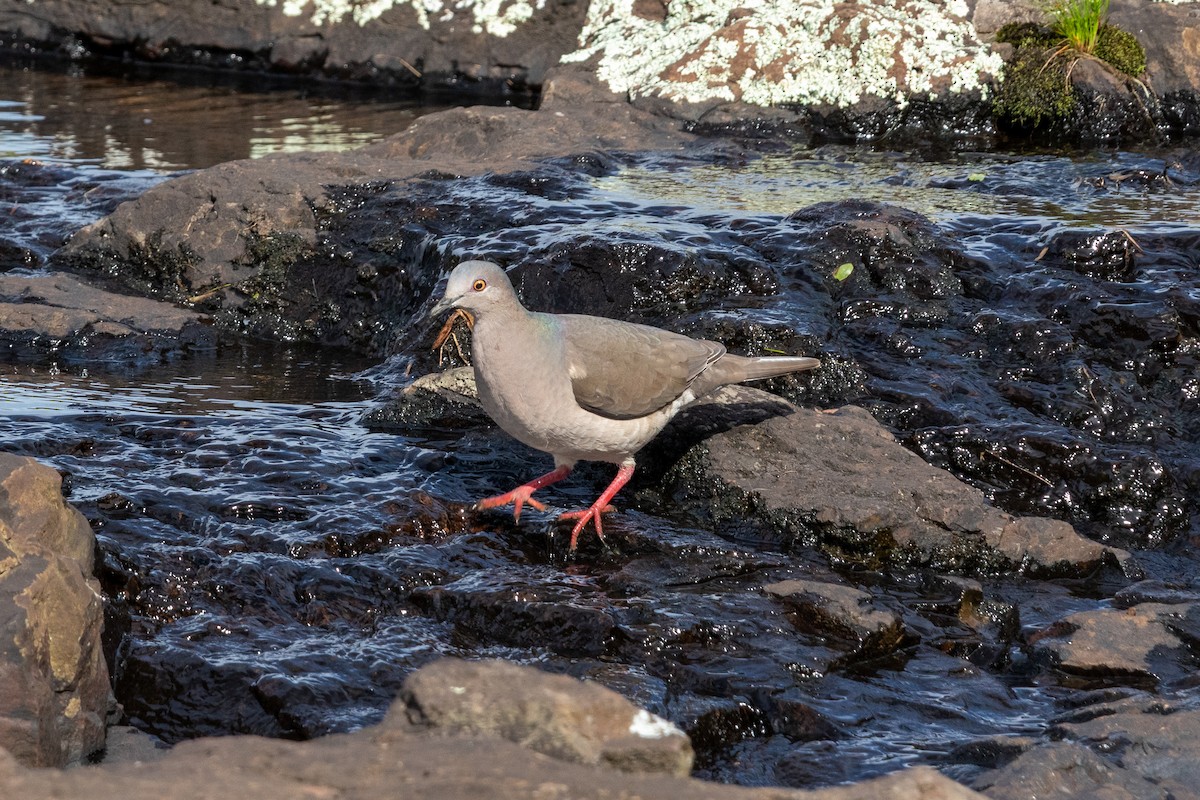 White-tipped Dove - ML645665623