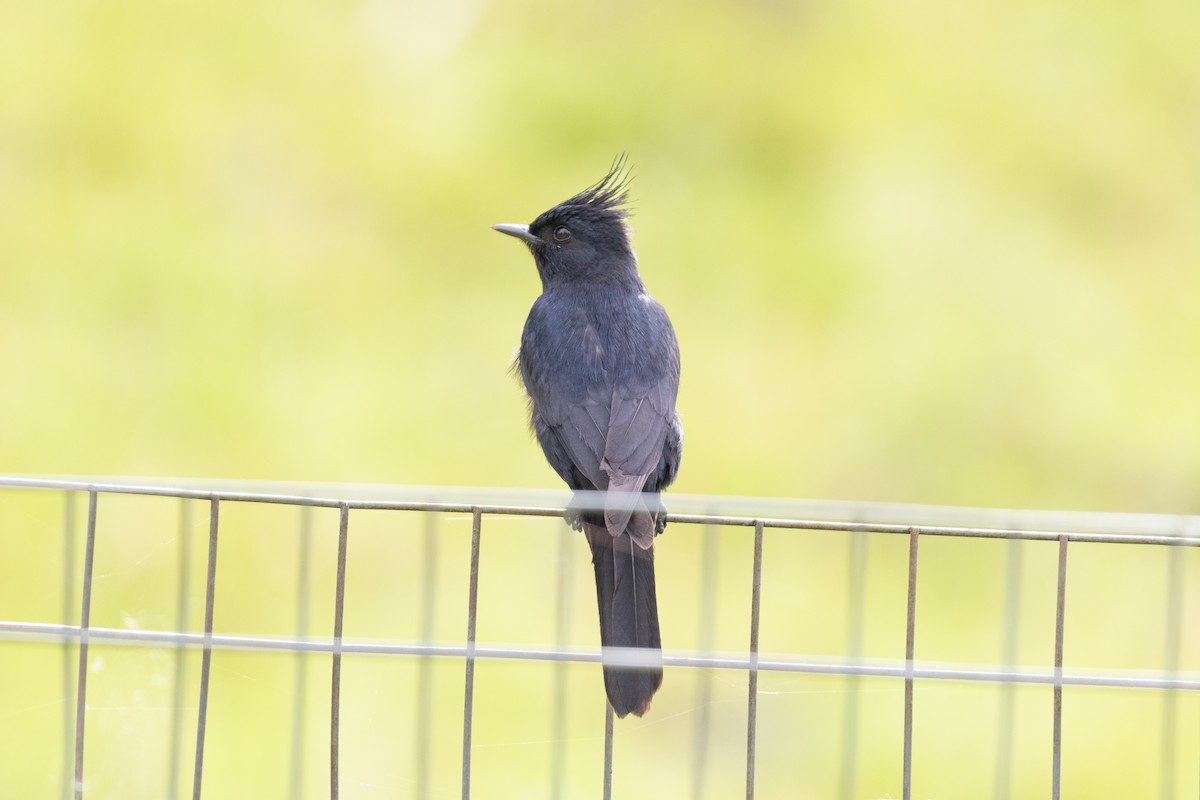 Crested Black-Tyrant - ML645665624
