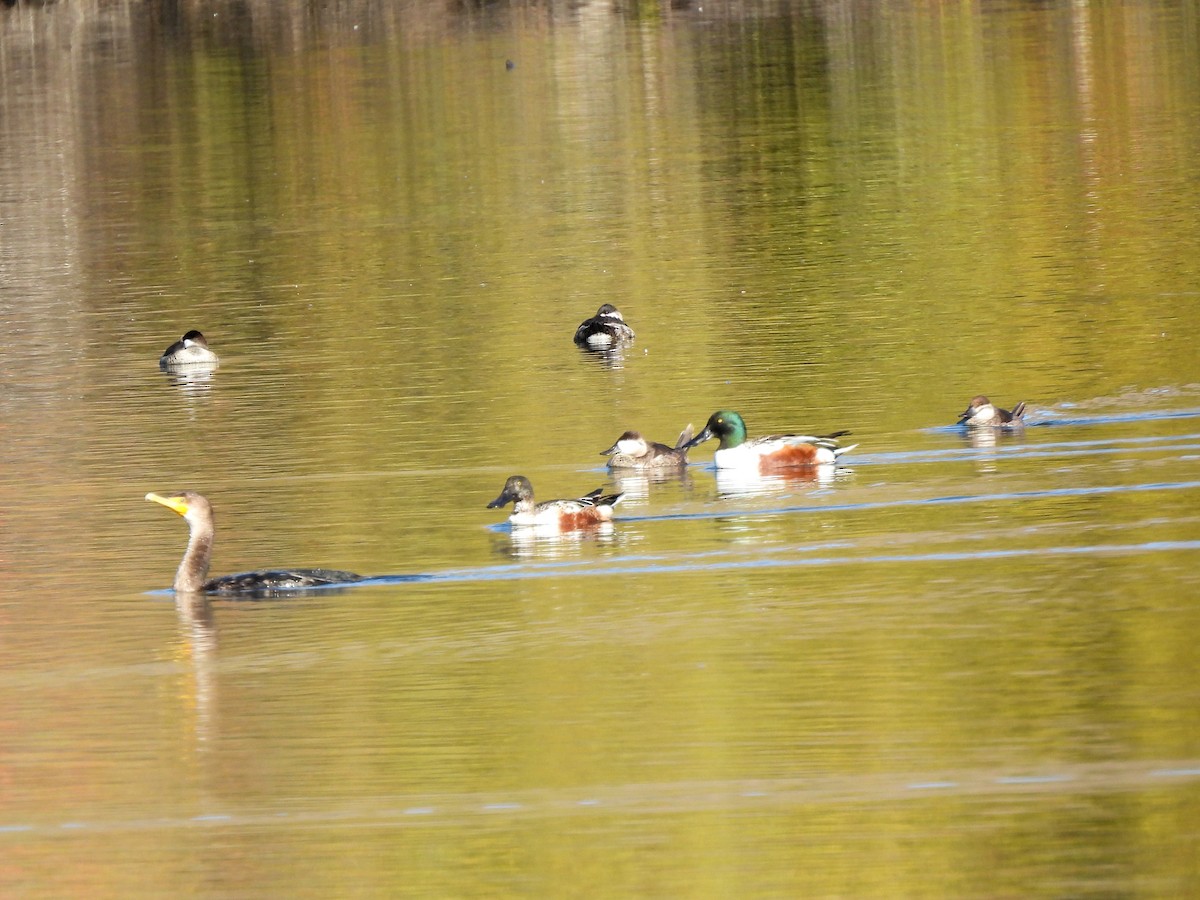 Double-crested Cormorant - ML645665626
