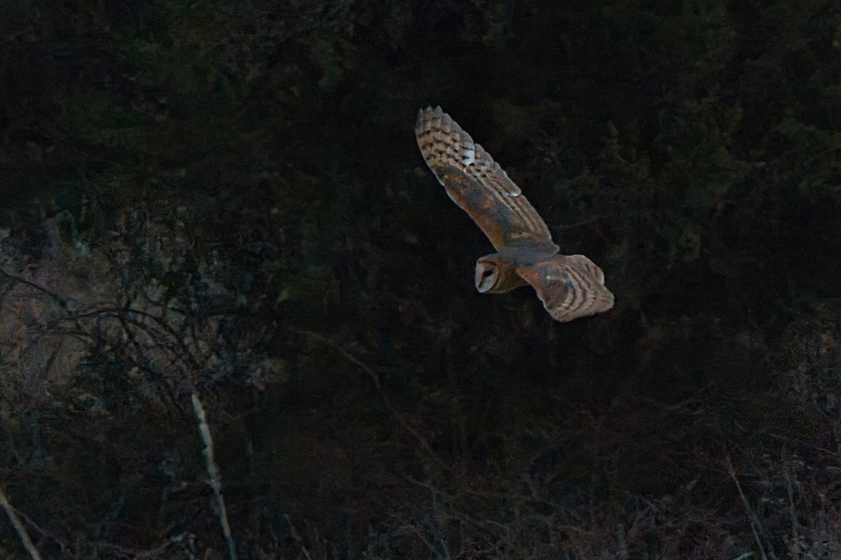 American Barn Owl - ML645665630