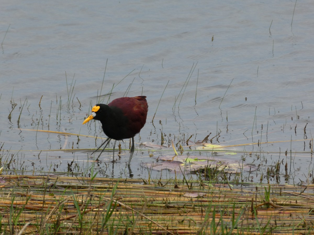 gulpannebladhøne - ML645665631