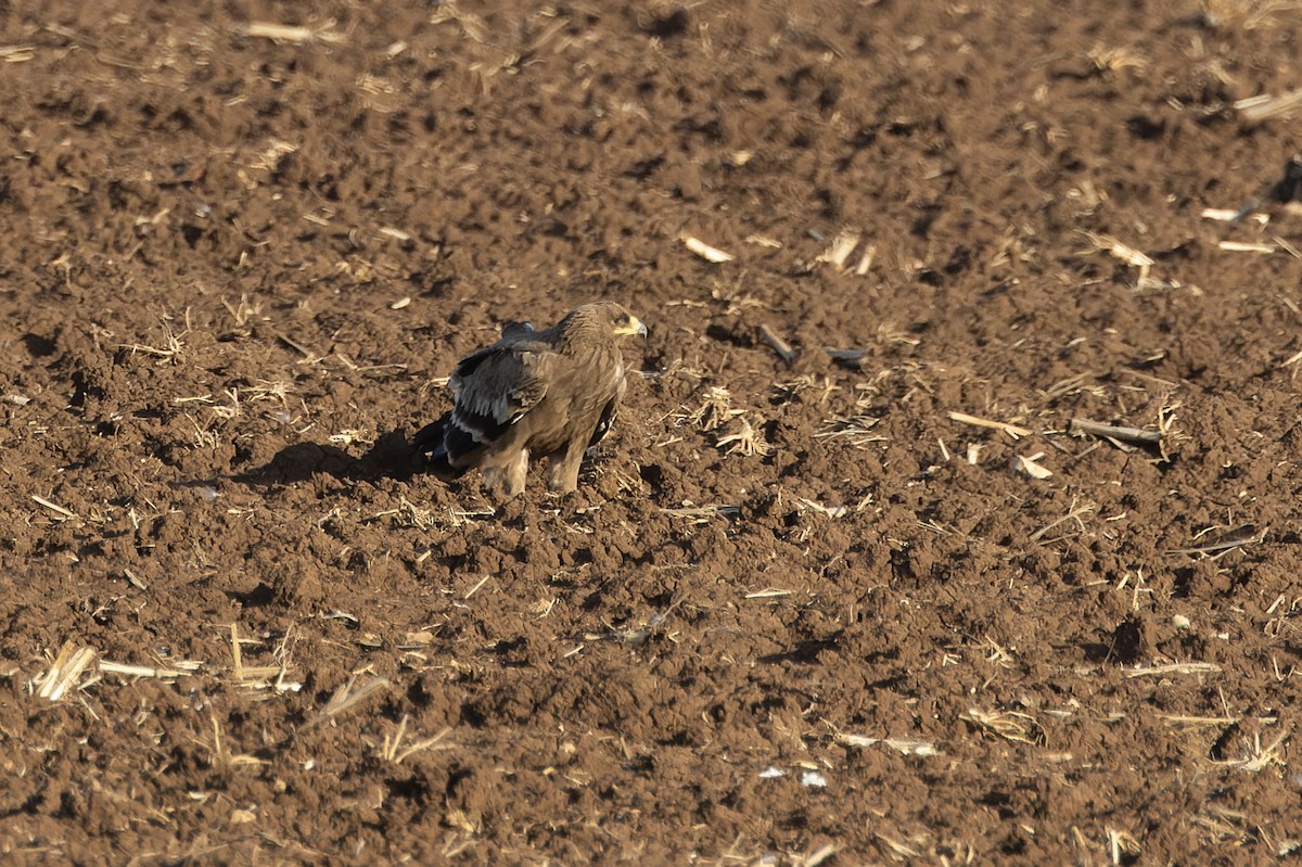 Steppe Eagle - ML645665638