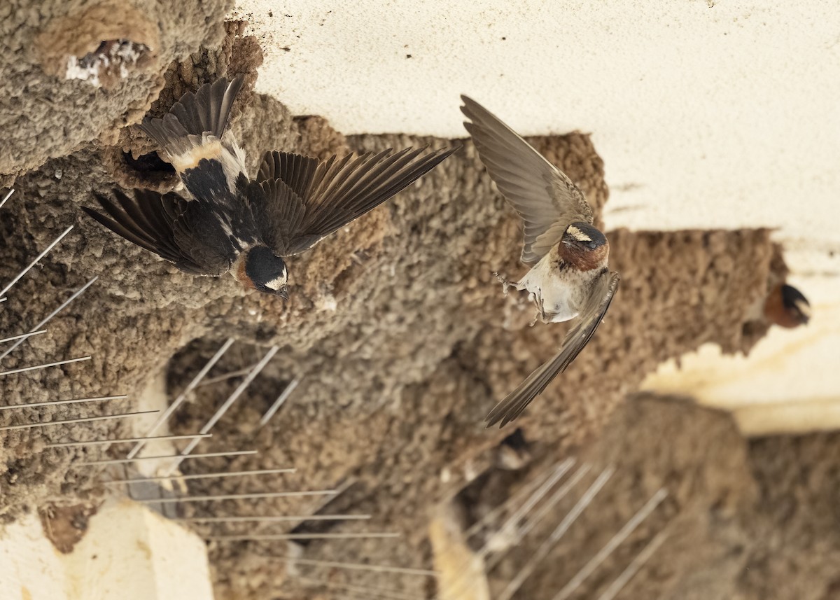 סנונית אמריקנית - ML645665639