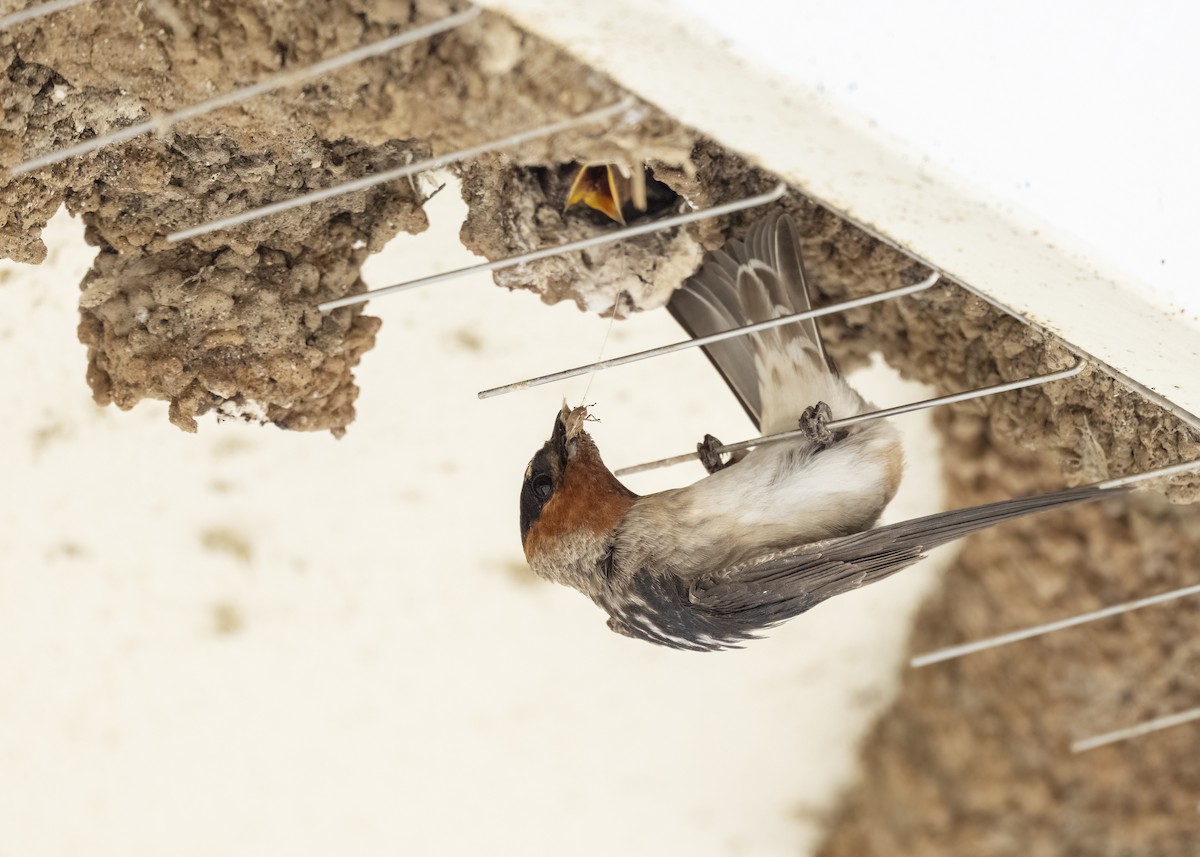 סנונית אמריקנית - ML645665640