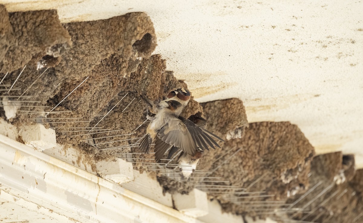 סנונית אמריקנית - ML645665642