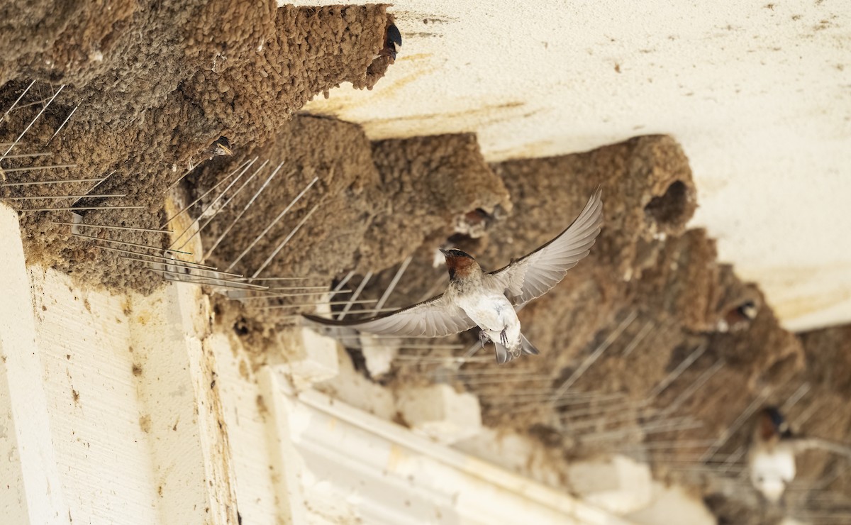 סנונית אמריקנית - ML645665643