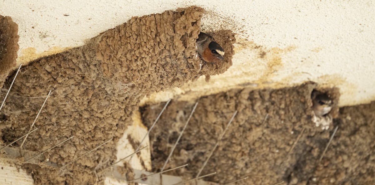 סנונית אמריקנית - ML645665644