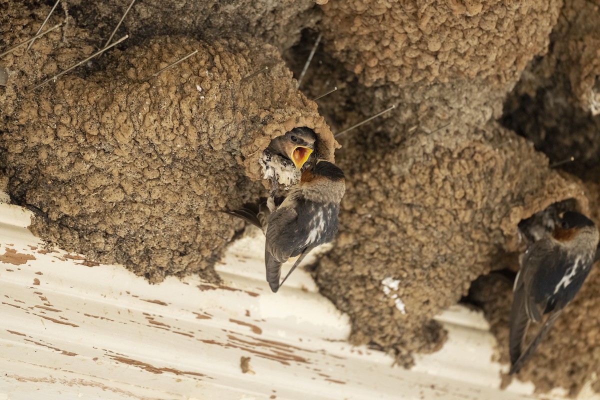 סנונית אמריקנית - ML645665645