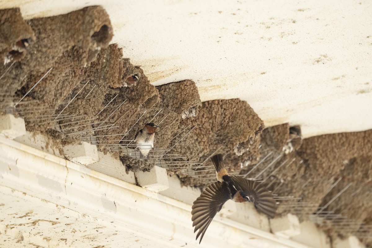 סנונית אמריקנית - ML645665646