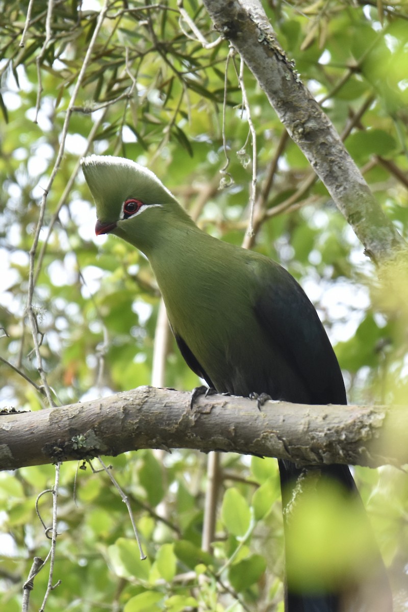 Knysna Turaco (Southern) - ML645665649