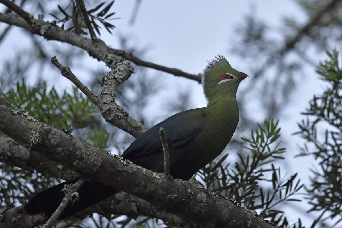 Knysna Turaco (Southern) - ML645665650
