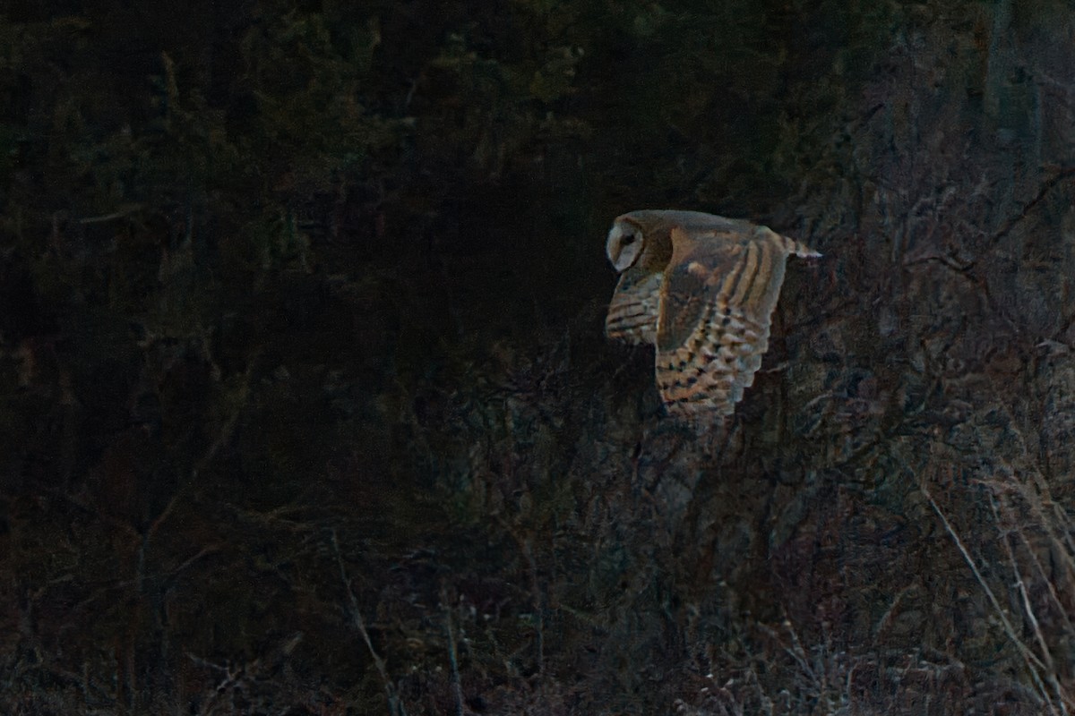 American Barn Owl - ML645665653