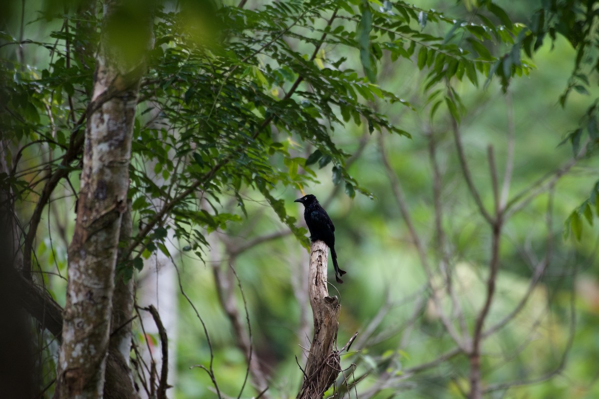 Hair-crested Drongo (White-eyed) - ML645665659