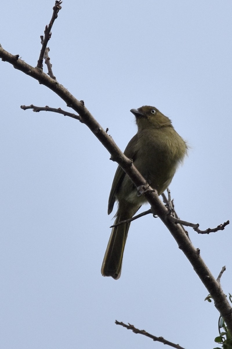 Sombre Greenbul - ML645665660