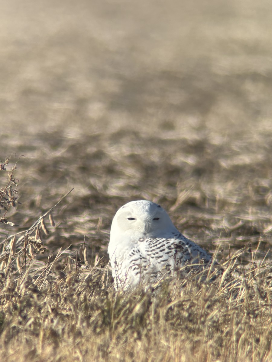 Harfang des neiges - ML645665661