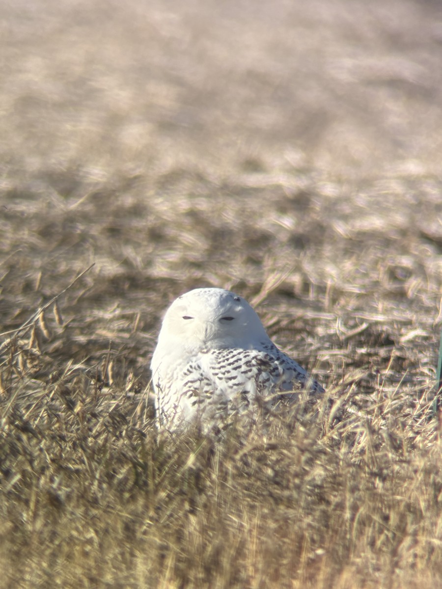 Harfang des neiges - ML645665662
