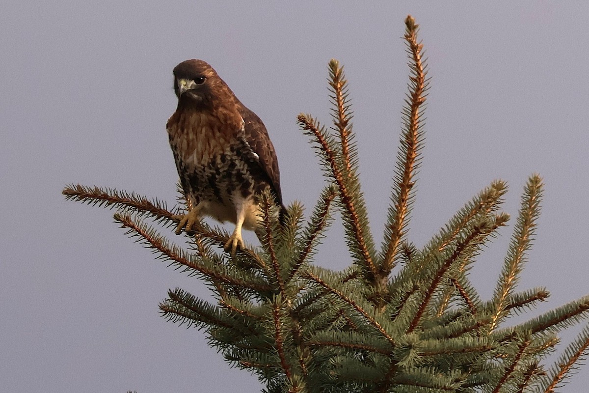 Red-tailed Hawk (abieticola) - ML645665663
