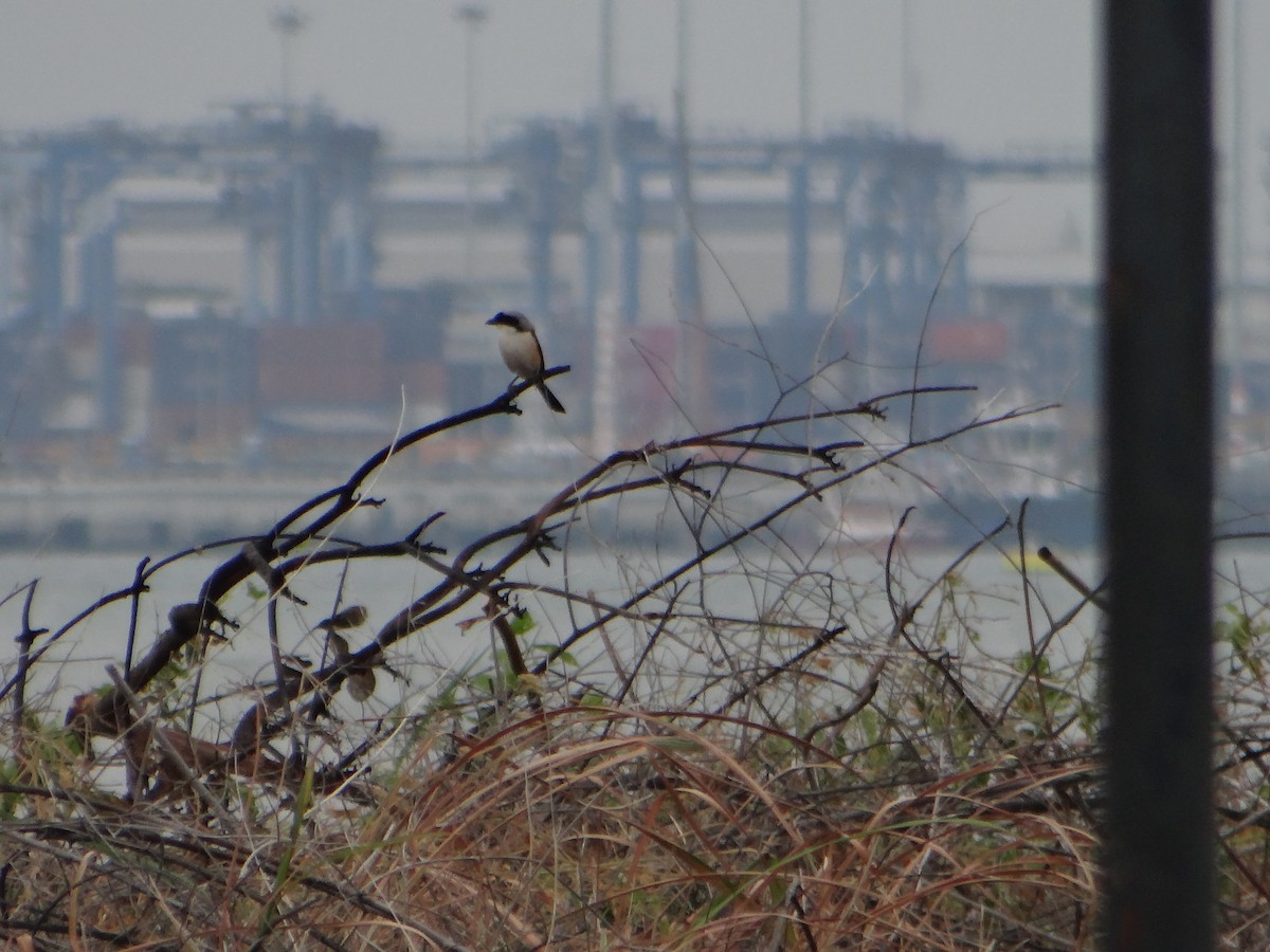 Tiger Shrike - ML645665664