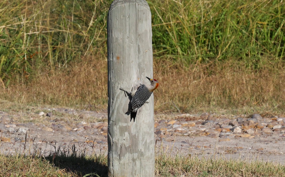 Golden-fronted Woodpecker - ML645665667