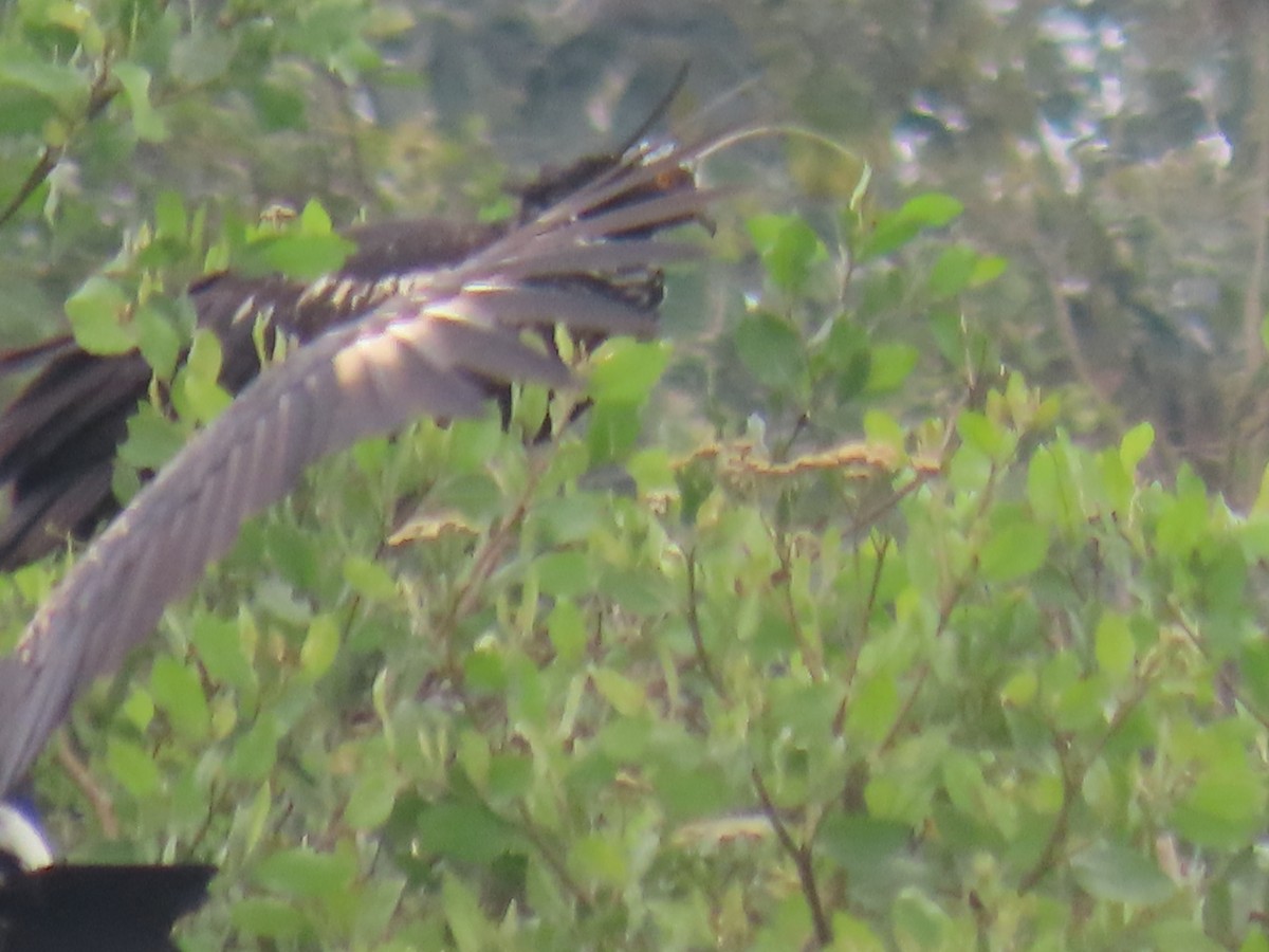 kamiš růžkatý - ML645665673