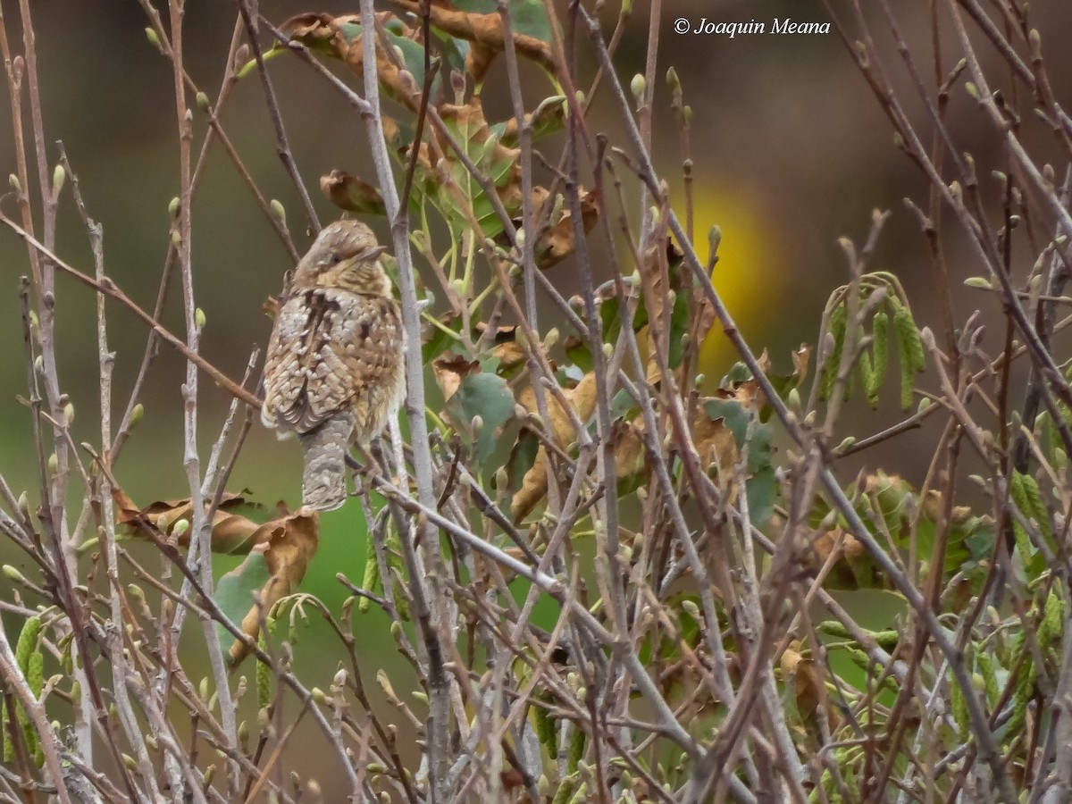 Eurasian Wryneck - ML645665676