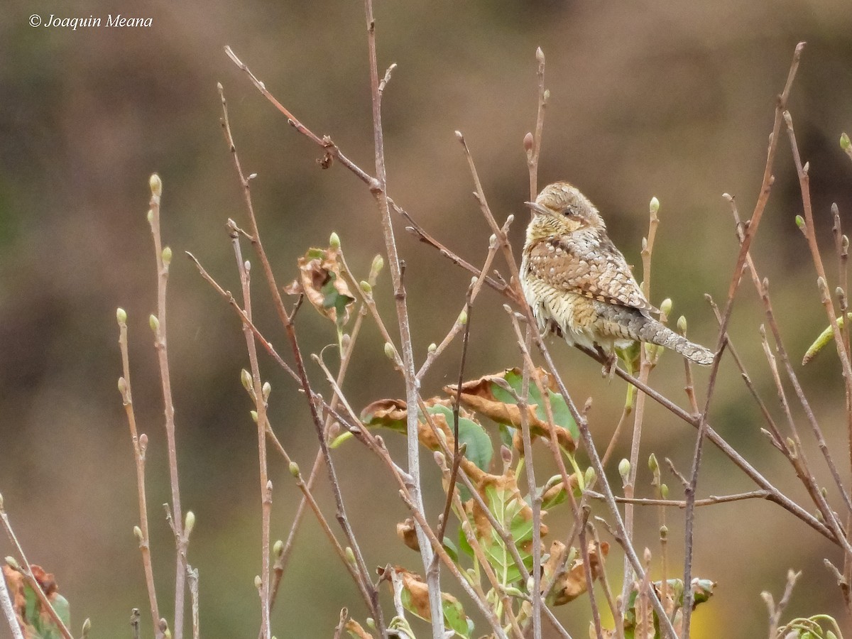 Eurasian Wryneck - ML645665677