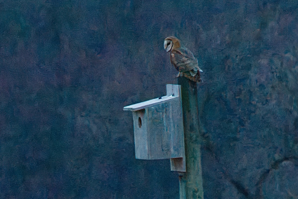 American Barn Owl - ML645665678