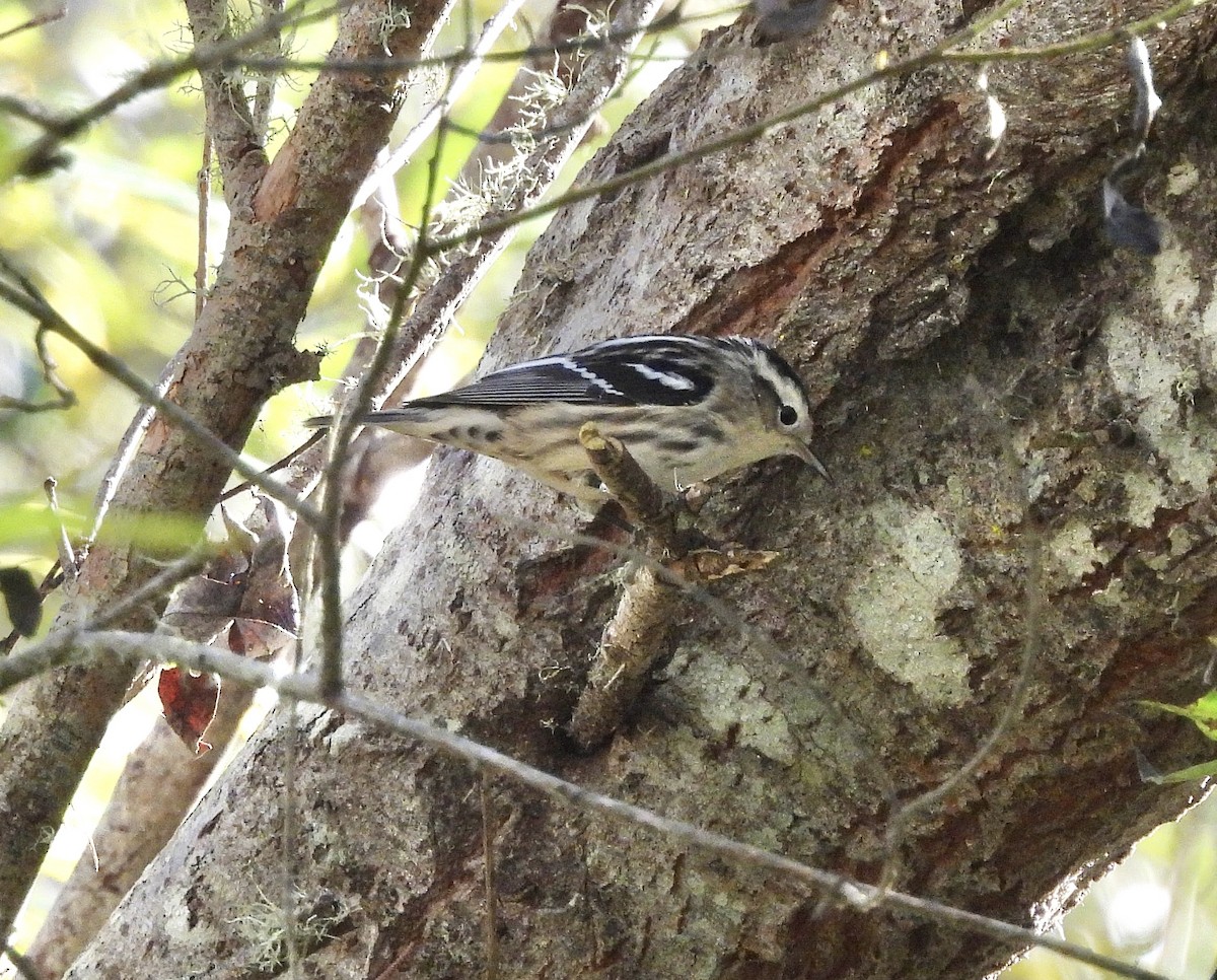 Black-and-white Warbler - ML645665680