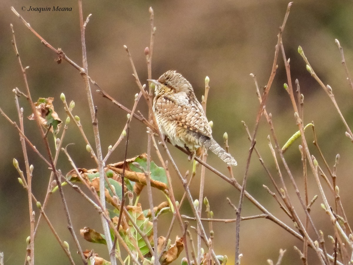 Eurasian Wryneck - ML645665681
