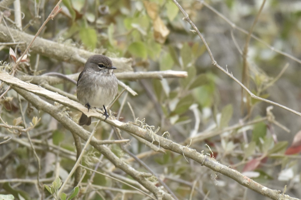 African Dusky Flycatcher - ML645665682
