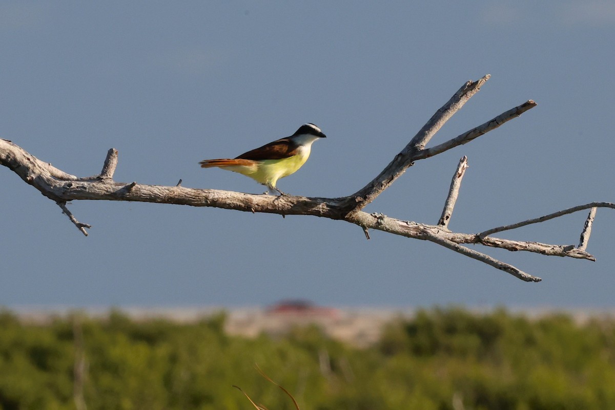 Great Kiskadee - ML645665684