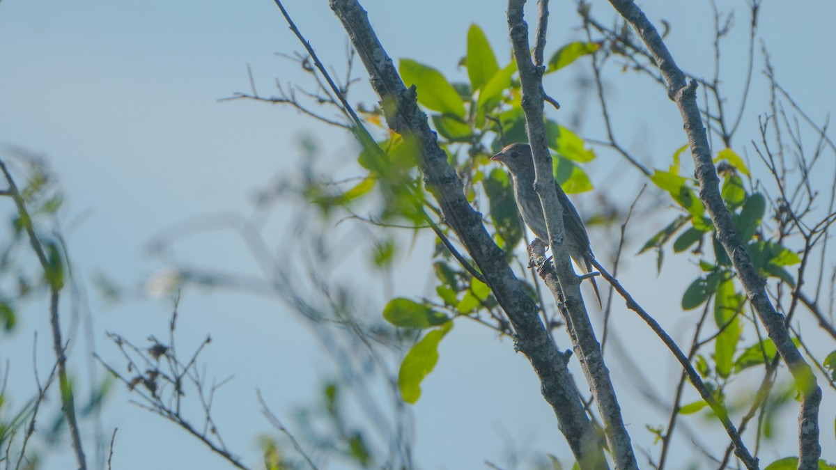 Индиговый колорин - ML645665689