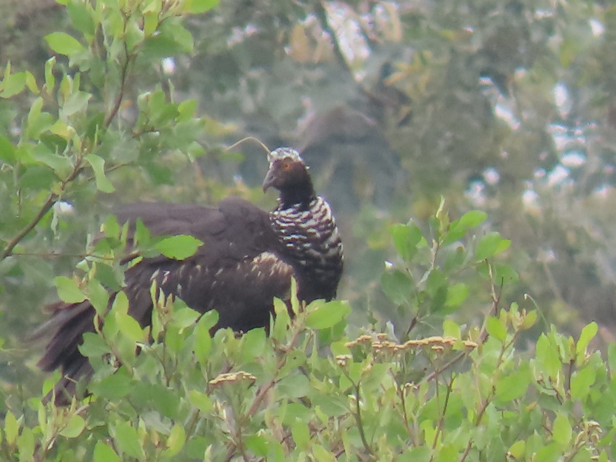 kamiš růžkatý - ML645665698