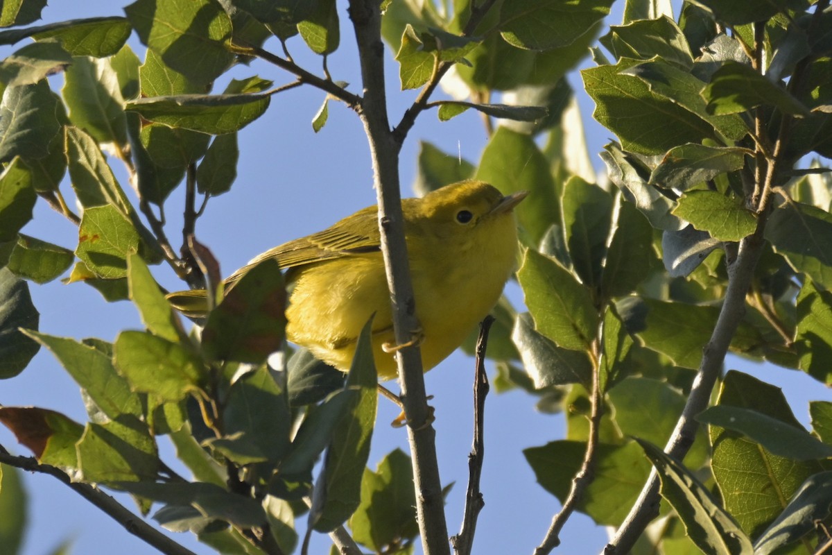 Northern Yellow Warbler - ML645665708