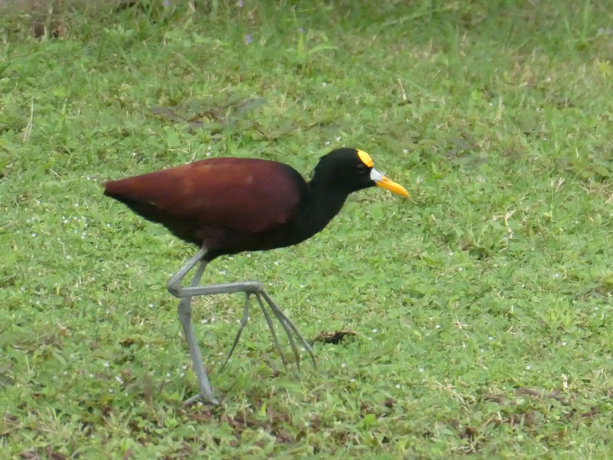 gulpannebladhøne - ML645665711